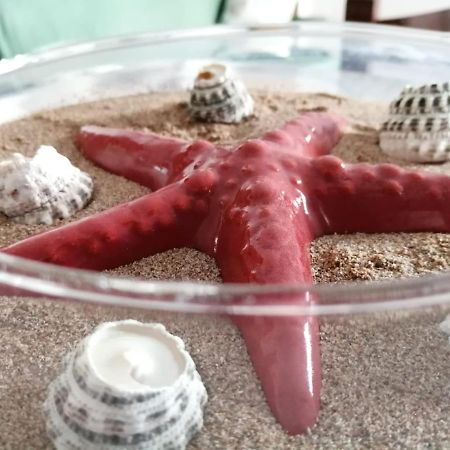 Casa Amaranto Lägenhet Terrasini Exteriör bild